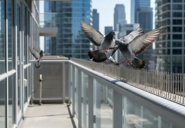 Window bird spike installation in Kurnool