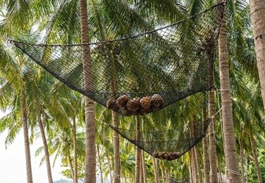 Coconut protection net installation in Vijayawada