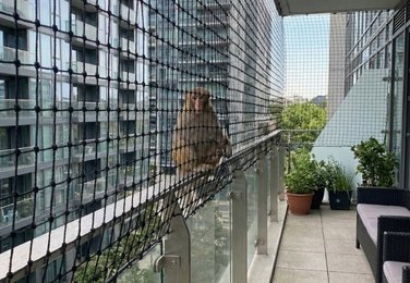 Terrace monkey protection net in Warangal