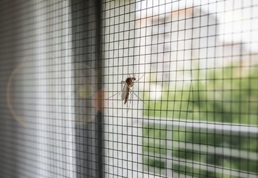 Door mosquito screen in Eluru